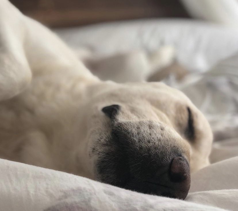 trashforwinget's tweet photo. rest easy breezer baby 🤍 thank you for everything you were to jen 🤍 https://t.co/0o1FF41V2N
