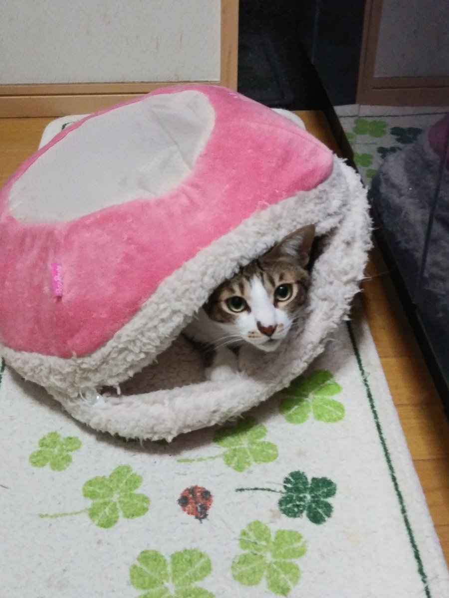 fusimifusimi's tweet photo. 使い方間違ってるよ〰️w
逆さまやで〰️w https://t.co/EfnMbGrIsq