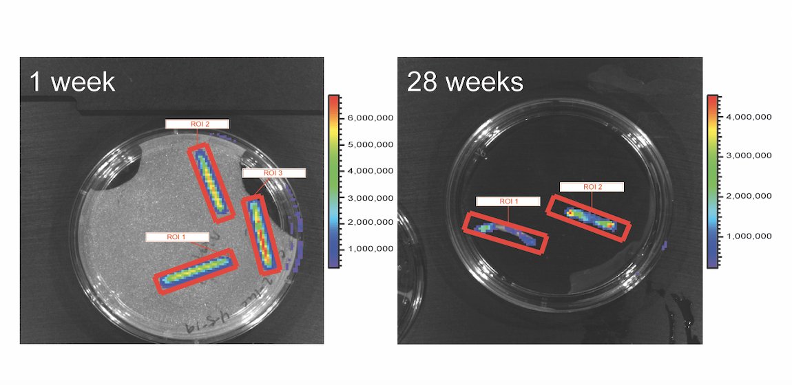We engineered flexible, injectable cartilaginous agarose gel rods that deliver 🐭 iPSC smart cells, the @guilak_lab cell-based anti-cytokine therapy. This longterm, living therapeutic implant is delivered using an non-invasive approach <a href="/Gels_MDPI/">Gels MDPI</a>: bit.ly/3kdCZwA <a href="/Farsh_G/">Farshid Guilak</a>