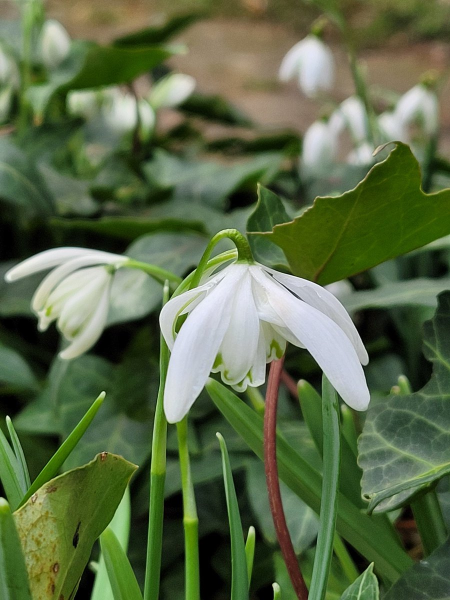 @LevParikian I've downloaded the 72 Seasons app, ordered the book #LightRains,  and look forward to the joy of mindful and meditative observation of urban nature. I think it's Spring Wind Days microseason in Prague.