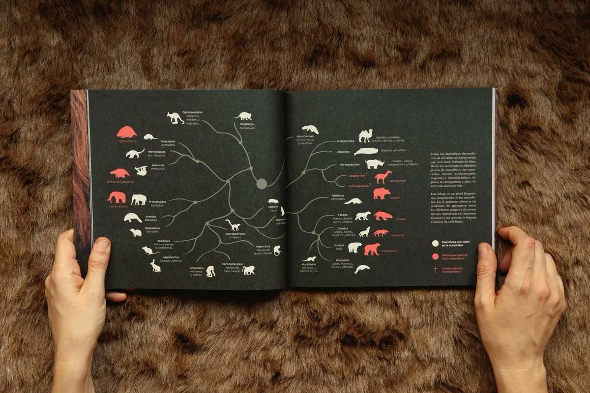 NoToquenNada's tweet photo. Megafauna 3D es un sitio web y ahora también un libro que invita a descubrir y a ver los mamíferos gigantes que habitaron Sudamérica hace miles de a��os. 

➡️ Entrevista con la paleontóloga @MarianaDGiacomo 

📲 https://t.co/C10qd31UOS https://t.co/FpEE2LVnUn