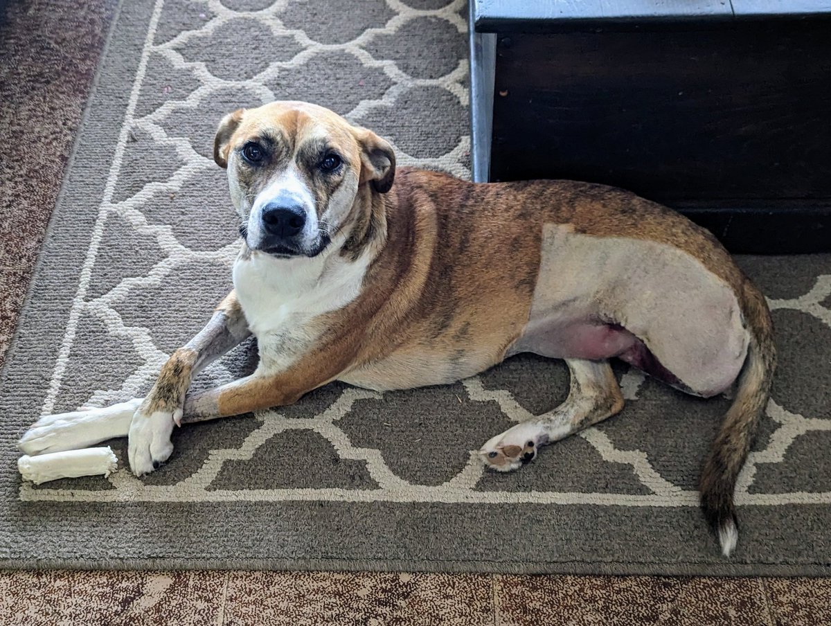 fantasy_faye's tweet photo. @AveryHornn This is my sweet 3 legged doggo 🥰 she's been through so much and I'm so proud of her recovery journey https://t.co/SmnmzMXO8Z