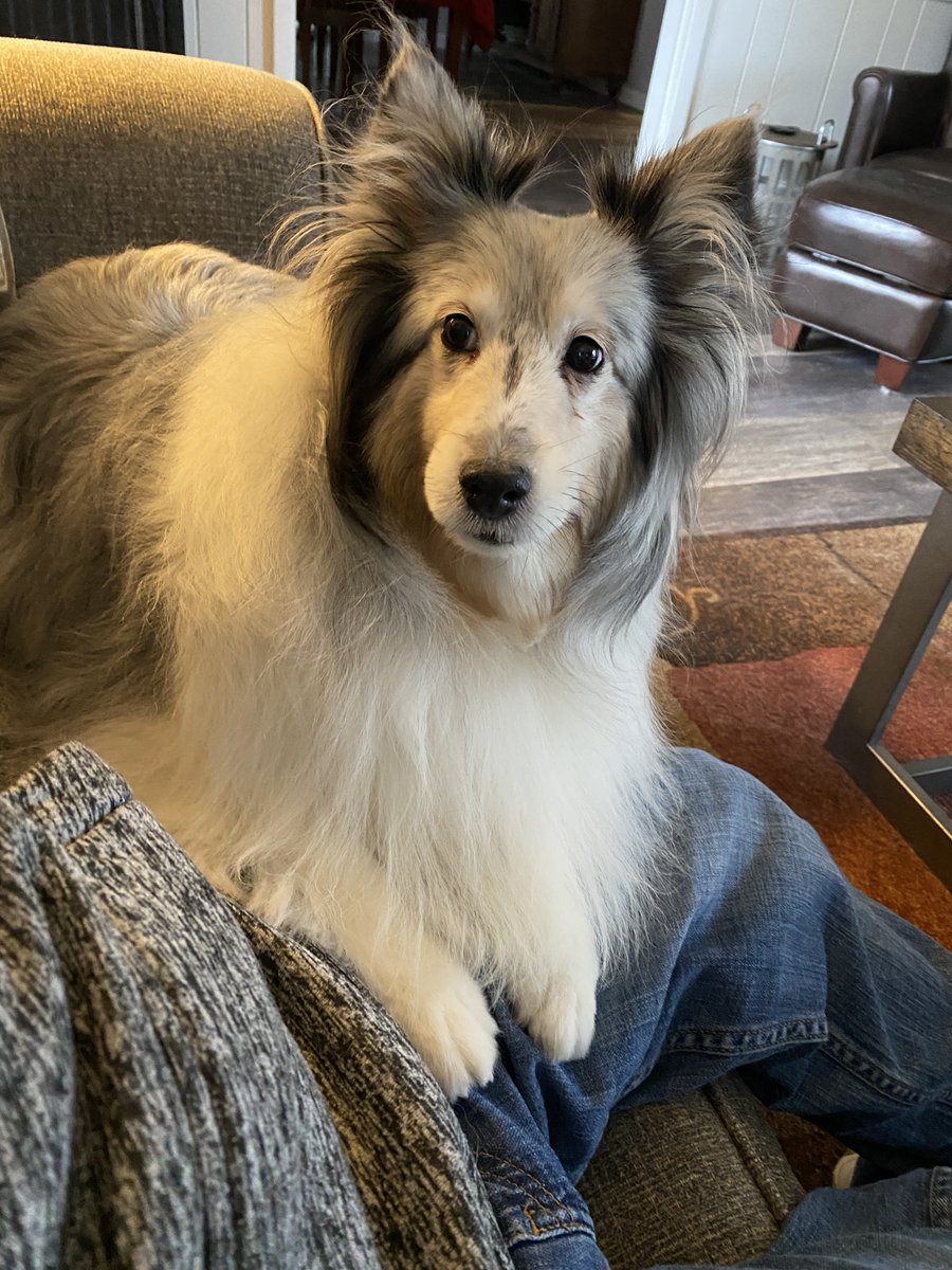 Today is, Love Your Pet Day. This is the first time in a long time, that I have had only one Fur-Baby to celebrate with. Love you, Sprite.  #LoveYourPetDay #RescueDog #Sheltie #dogdad