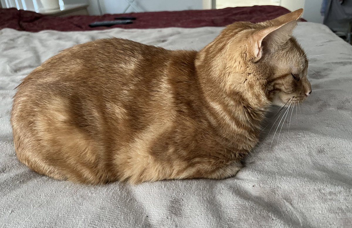 sjmahone's tweet photo. perfect form from Cooper this morning. one cinnamon swirl loaf with hints of ginger snap hot and ready to go! #cats #loafcheck https://t.co/c6gqJ3m1ga