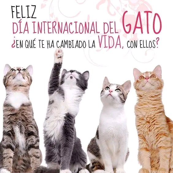 Hoy es el #DiaInternacionalDelGato 🎉🎉🎉. Comparte con nosotros ¿En qué ha cambiado tu vida con ellos? 🐱