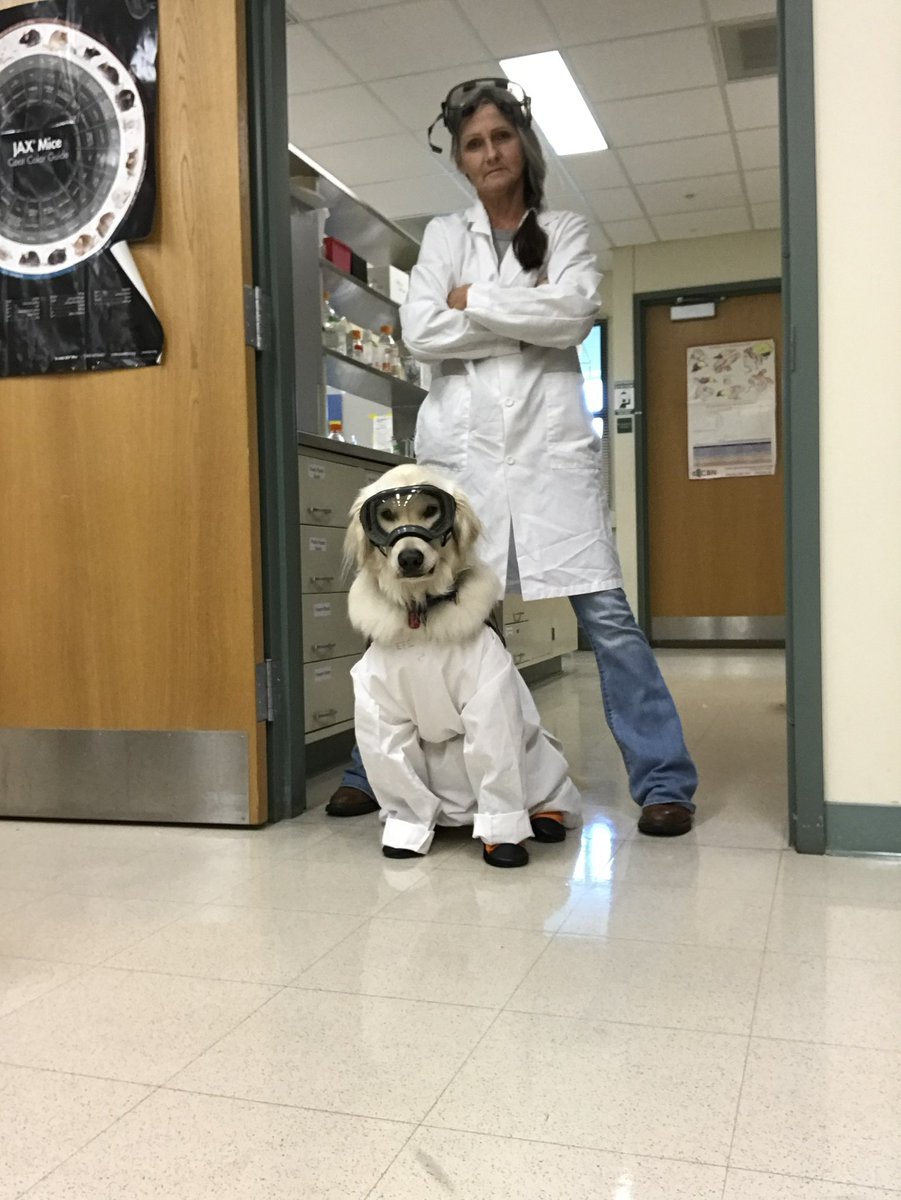 Sampson the Service Dog on Twitter "People ask me what can a “dog” do