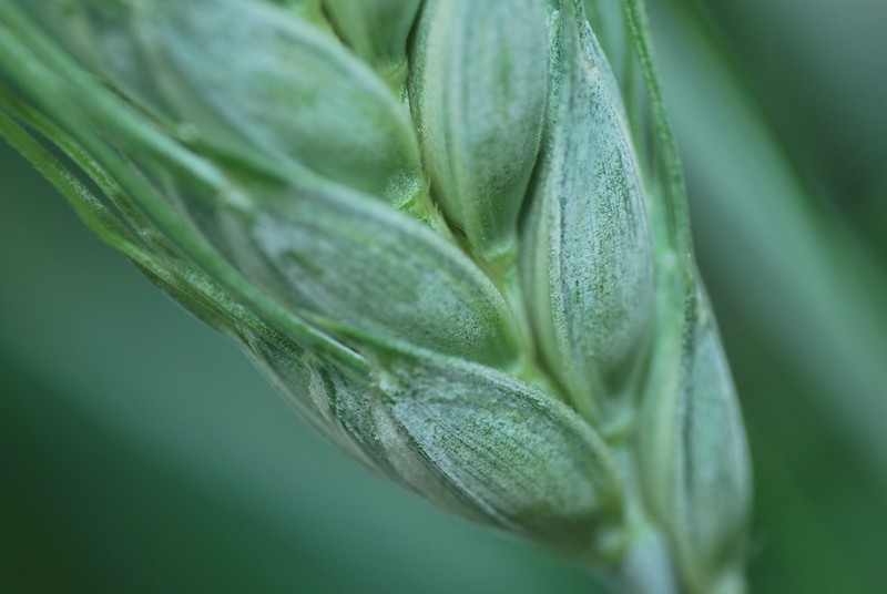 ¿Trigo con o sin aristas? <a href="/Agrotecnio/">Agrotecnio Research Centre</a>-@ETSEA_UdL-<a href="/CIMMYT/">CIMMYT</a> describieron la evolución y domesticación de éstas en la espiga del trigo, desde que empezó su cultivo hace 12.000 años. Lean más sobre la utilidad de este trabajo en el marco del cambio climático. tinyurl.com/5n97zz9s