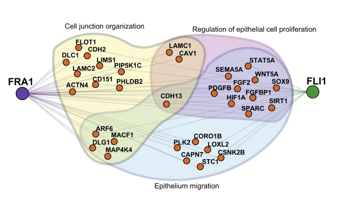 FRA1 and FLI1 regulate cell migration and cell junction organization genes in muscle-invasive bladder cancer, and loss of these factors reduces cancer cell invasion, highlighting their therapeutic relevance.

<a href="/GuneriYagmur/">Yağmur Güneri</a>, <a href="/guldenozdeny/">Gülden Özden Yılmaz</a>, <a href="/SerapErkekOzhan/">ErkekLabIBG</a>

nature.com/articles/s4200…