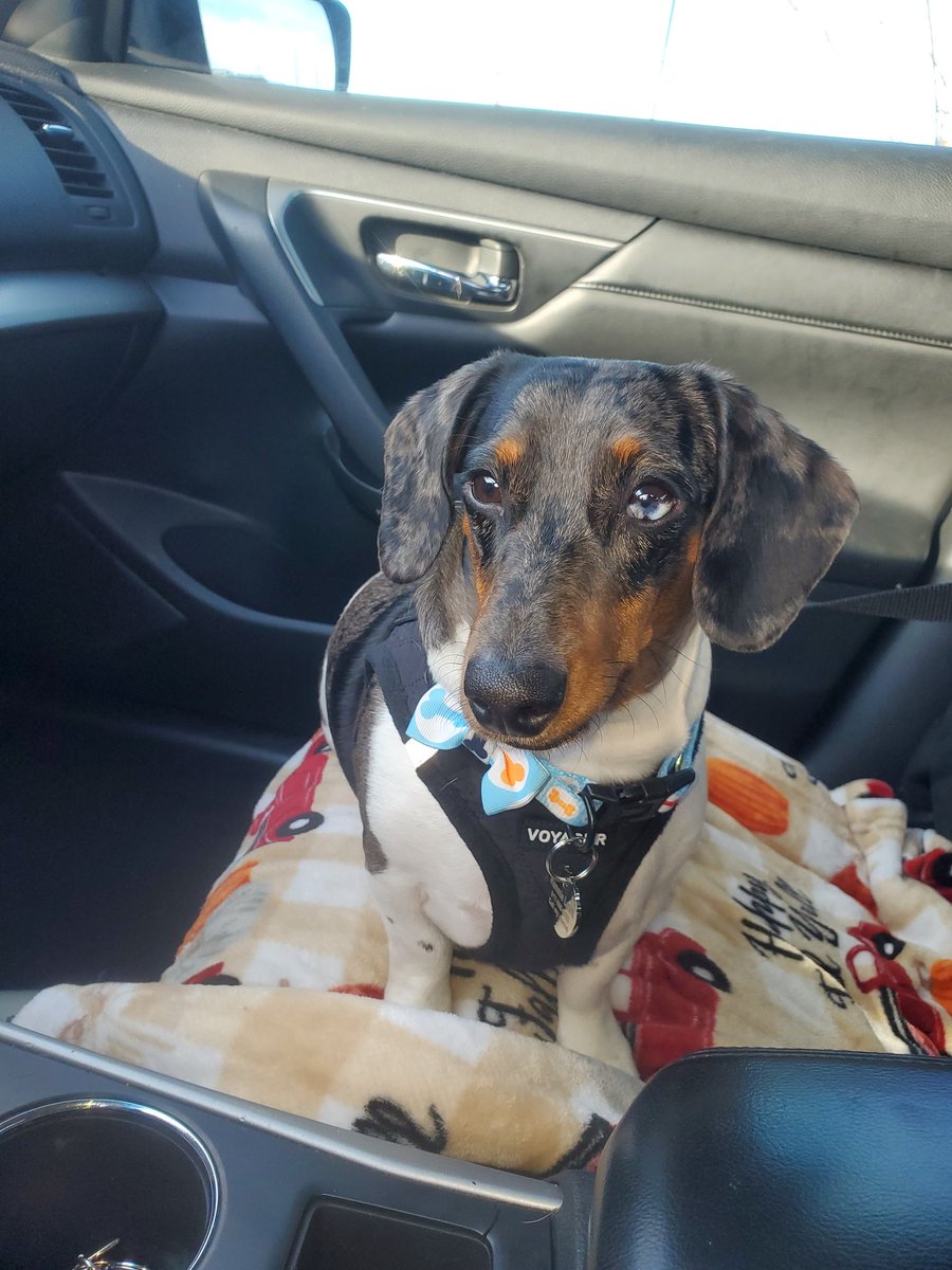 kdlewis5's tweet photo. #gooddaydc #NationalLoveYourPetDay
I love my Hammie! https://t.co/e1pAQAsfJV