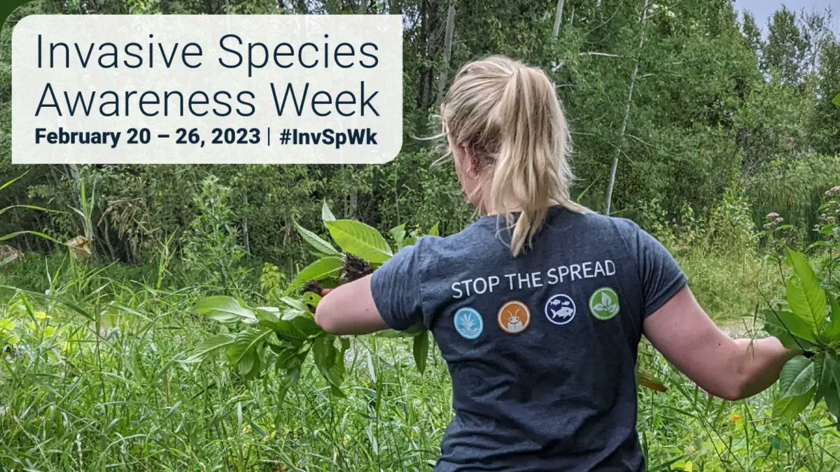 Did you know that invasive species are considered one of Canada’s greatest threats to biodiversity? Together, we can prevent the spread of invasive species and protect Canada’s environment, economy, and society. Learn more about invasive species: #InvSpWk

buff.ly/34lXgbF