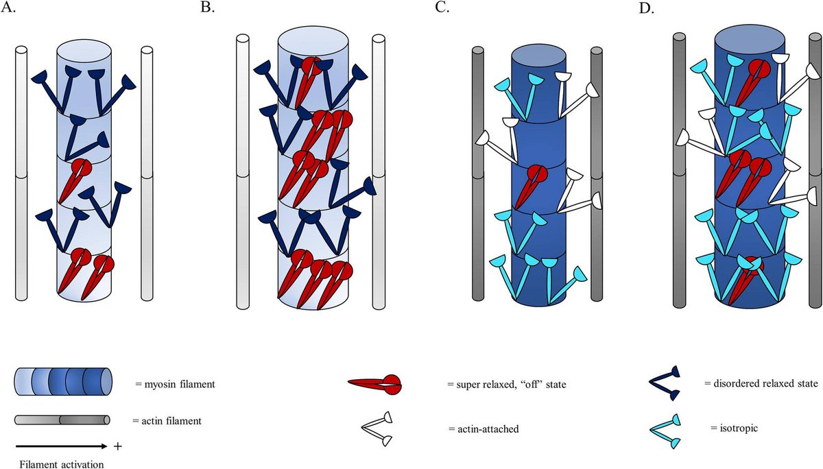 Recent paper discussing a potential explanation for why increases in muscle size may not lead to increases in strength...there could be more myosin motors but not necessarily the one's that are available for force production #OleMissMuscle

Link: sciencedirect.com/.../pii/S03069…