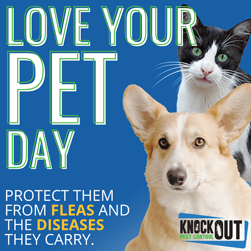 knockoutpest1's tweet photo. Today is Love Your Pet Day!  Are you taking steps to ensure your furry friends are free from fleas (and stay that way)?  Fleas often carry diseases and can even cause pets to develop tapeworms or become anemic when bitten.  

Learn More: https://t.co/YREcKRNweu https://t.co/bFvUq7qQrQ
