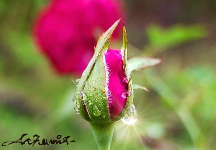 tropical_shots's tweet photo. @1itfi @Viera_mits لطالما كانت الورود معبدًا للجميع في قصص الحب ، لكن لا يمكن للجميع الاستمتاع بها لأنهم لا يستطيعون مواجهة أشواكهم. 🌻 https://t.co/0aOq8dRfk6