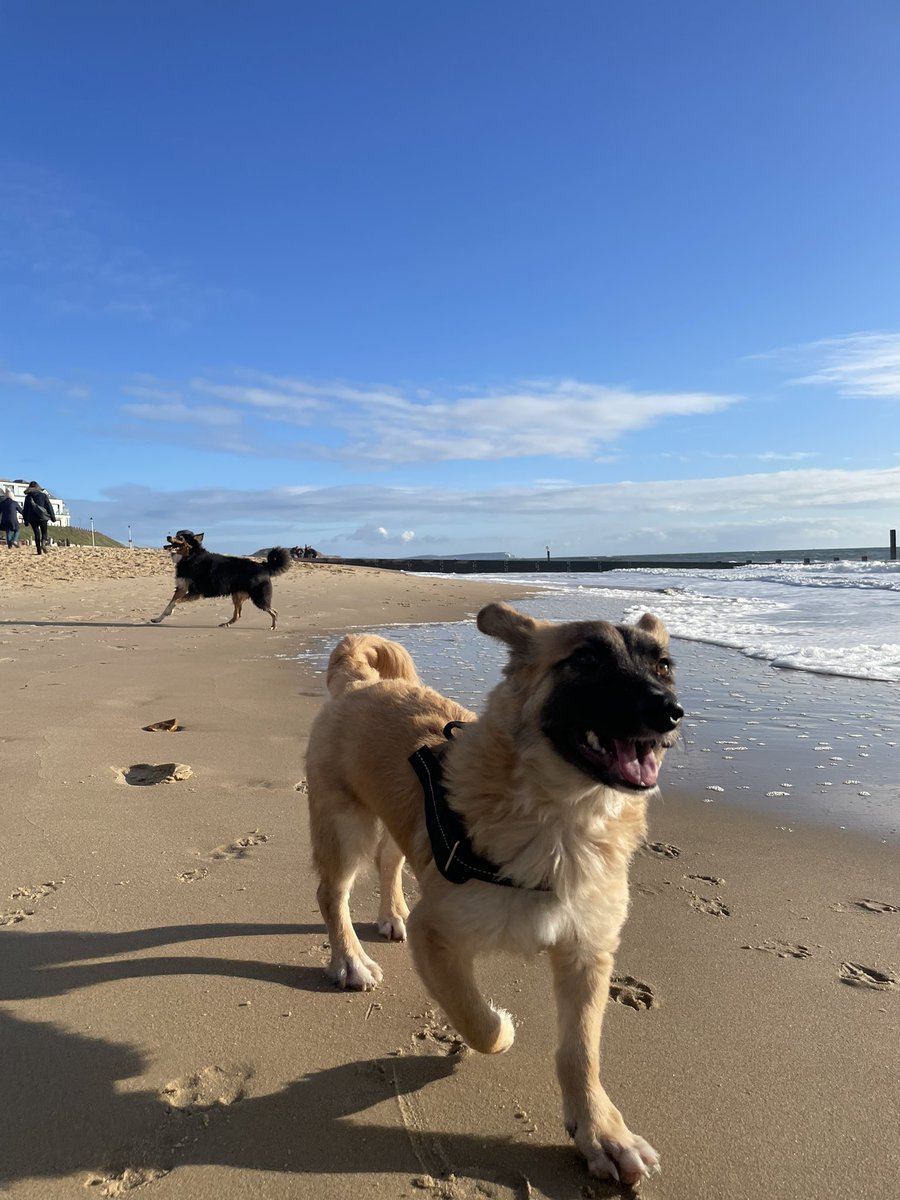 tectomics's tweet photo. Our happy little guy. ❤️ https://t.co/apksGTqG3o