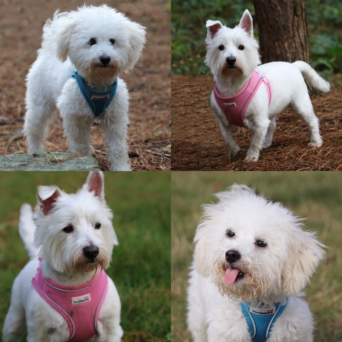 Beckyy_Thomas's tweet photo. @JohnLewisRetail Lilly the Westie &amp; Ollie the Poochon 🥰  #JLPets https://t.co/1405GlXhXP