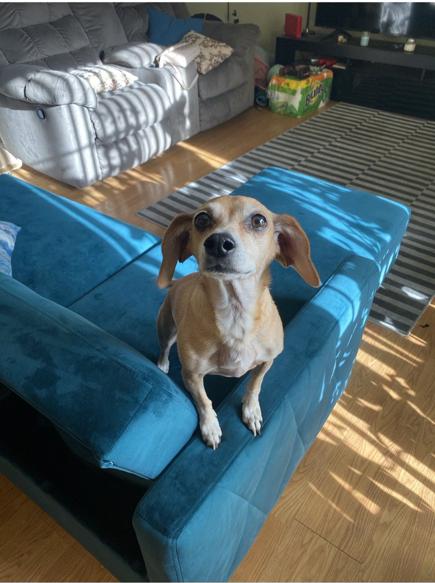 marynotsoscary's tweet photo. Today my pup woke up paralyzed from her hind legs…Vet bills are piling up, please help me save my girl☹️

She will be needing spinal surgery to correct her split discs, this costs about $5k

Cash app: $maryisveryscary
Venmo: marycarmen-Villalpando 

Rt pls, anything helps https://t.co/fT8InYmqnw