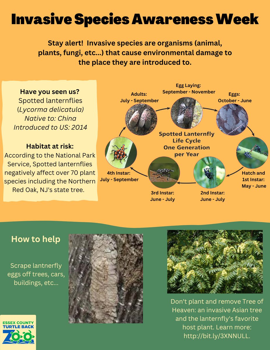 TurtleBackZoo's tweet photo. It's Invasive Species Awareness Week! The spread of spotted lanternflies has already damaged New Jerseys agriculture. So, if you see any egg clusters like the one pictured, be sure to scrape away them away and dispose of them, to help preserve our gardens for years to come. https://t.co/RzpnCegSTE