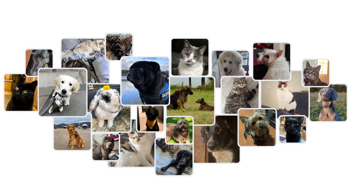 A special tribute to our furry co-workers; sometimes seen, sometimes heard, but always loved. #nationalpetday