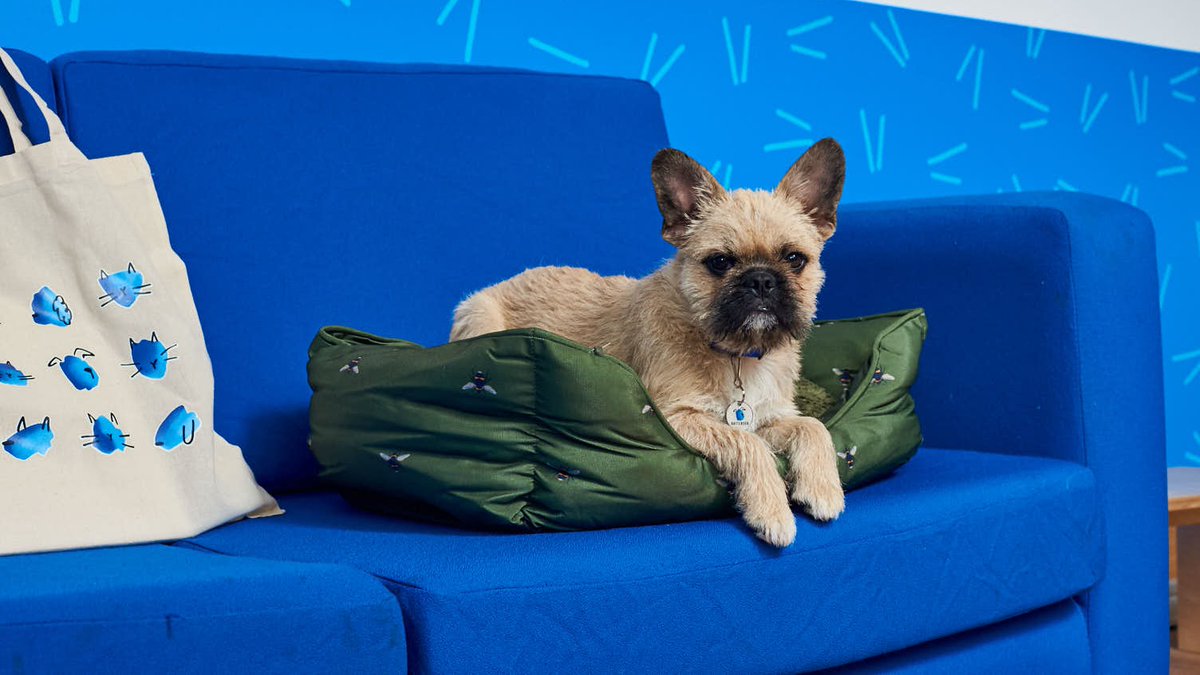 Battersea_'s tweet photo. 📸 and POSE 🐕 

Our dogs enjoyed the spotlight recently after we teamed up with our friends at @Joulesclothing. They're donating 10% of their pet range sales to our work; to give more animals a loving home.

Our models give them a 10/10. 😉 Learn more 👉 https://t.co/eDtUQBQIWX https://t.co/zehdpKuM0e