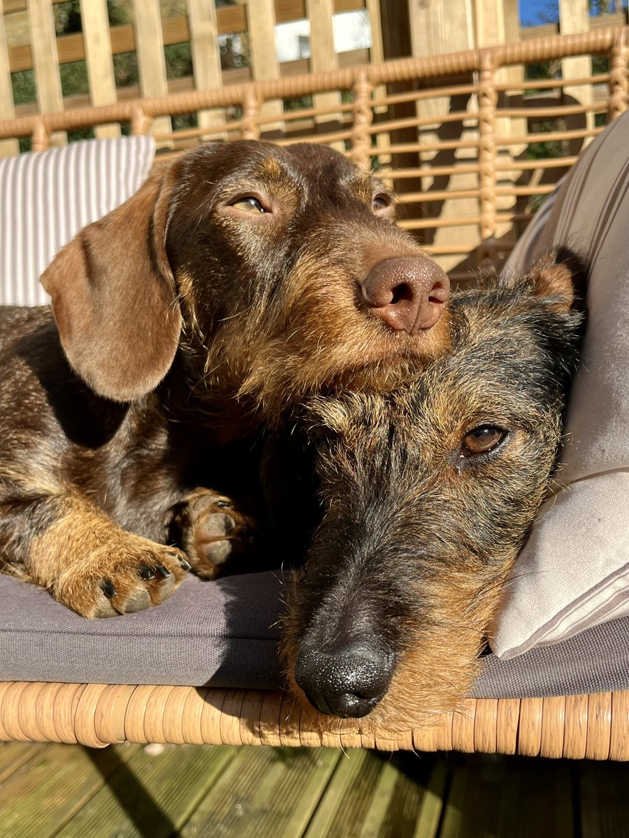trishtrash70's tweet photo. @JohnLewisRetail Nancy &amp; Vivienne taking a break #jlpets https://t.co/V2JtCngCU5