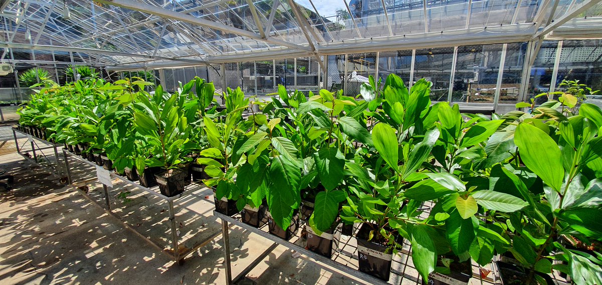 plantspplplanet's tweet photo. Organic nitrogen improves the water use of tropical tree seedlings cultivated for restoration plantings
Krishnan et al. @EcoPhysVit @NUE_Lab @wileyplantsci 

📖https://t.co/GtftPuenDr https://t.co/0TMvidpqWC