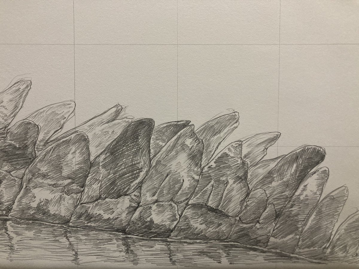 イリエワニ、今日で11日目。サイズは725x1167mm、アルシュに鉛筆。
おおよそ尾が描き終わった。#鉛筆画 