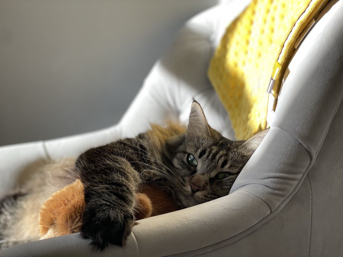 Lizroche's tweet photo. I think it might be love! ❤️ #norwegianfirestcat #cat #paws #ladythunderpaws https://t.co/I5Tslek7o7