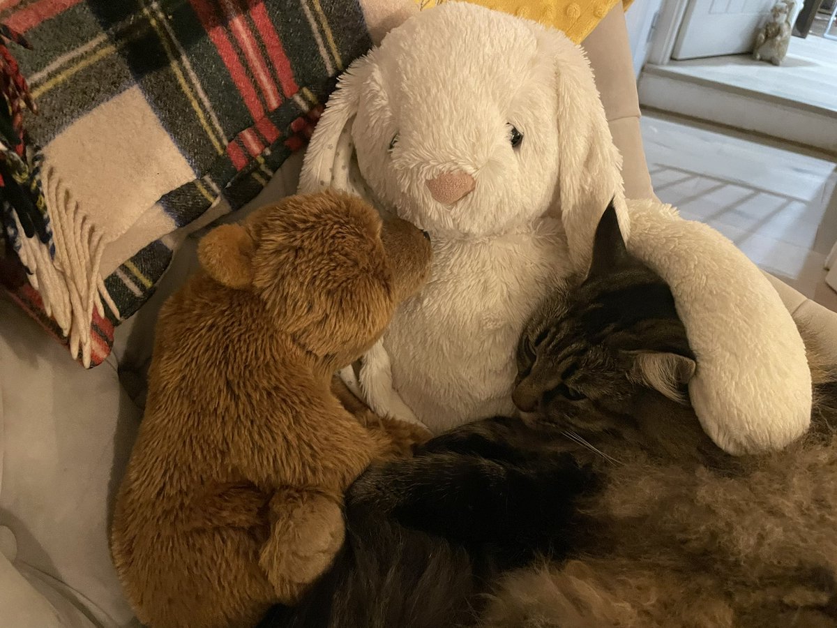 Lizroche's tweet photo. I think it might be love! ❤️ #norwegianfirestcat #cat #paws #ladythunderpaws https://t.co/I5Tslek7o7