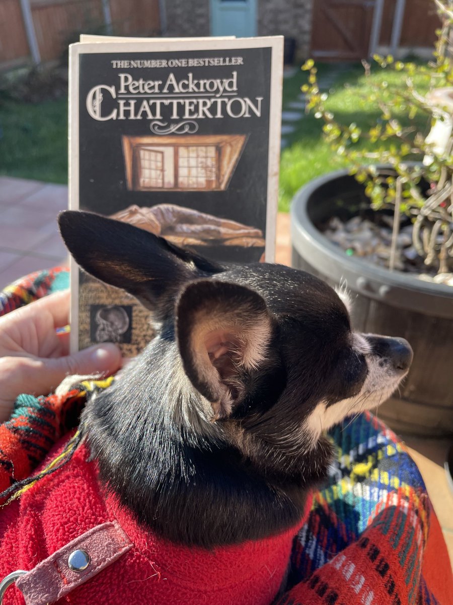 IanCallaway352's tweet photo. Taking the sun with Molly and #Chatterton. #Books #reading #chihuahua #PeterAckroyd. https://t.co/lOANaIKSRo