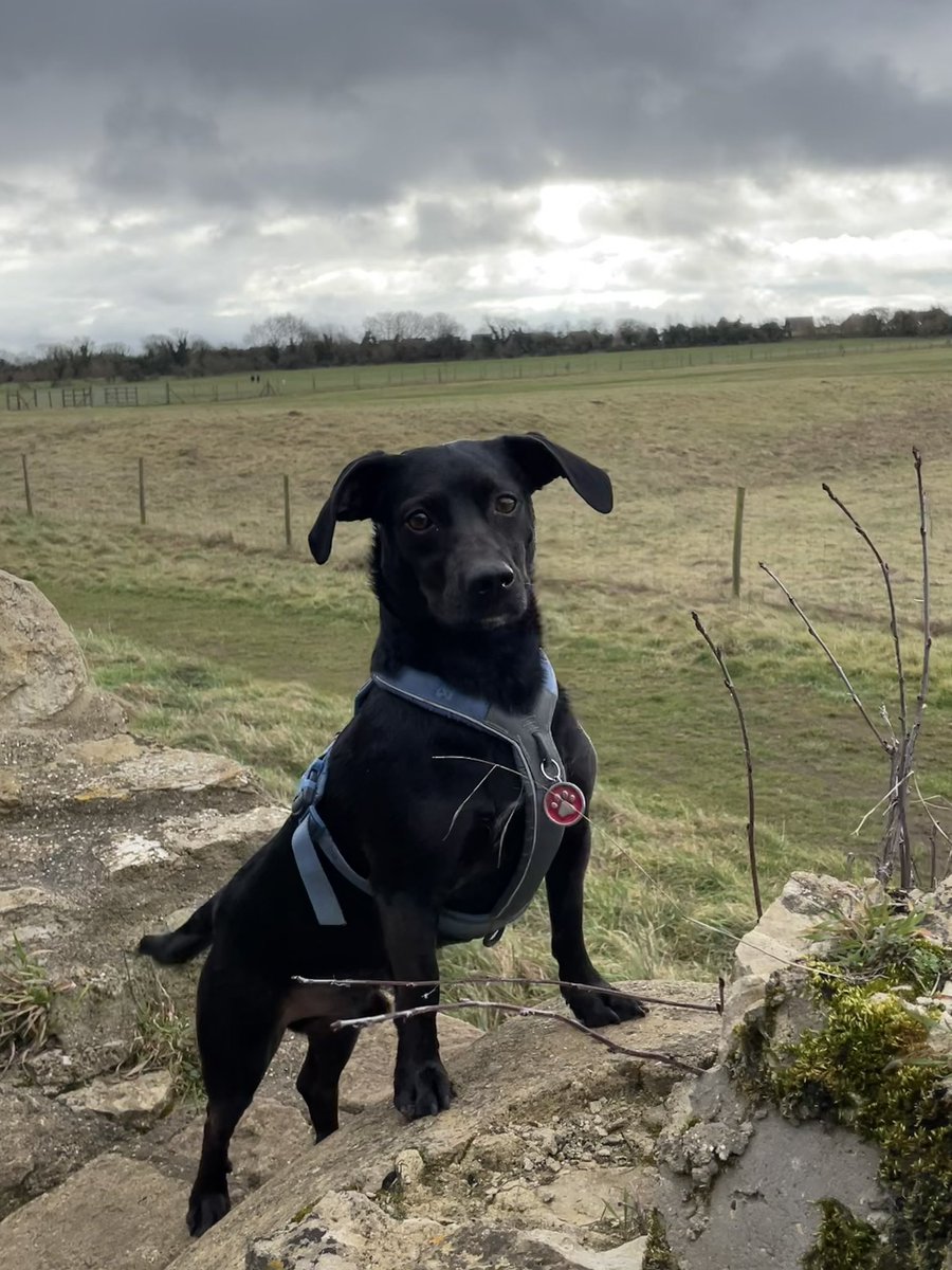 bex_mk's tweet photo. @JohnLewisRetail #JLPets this is Buzz ❤️ https://t.co/Yez8oWNQYI