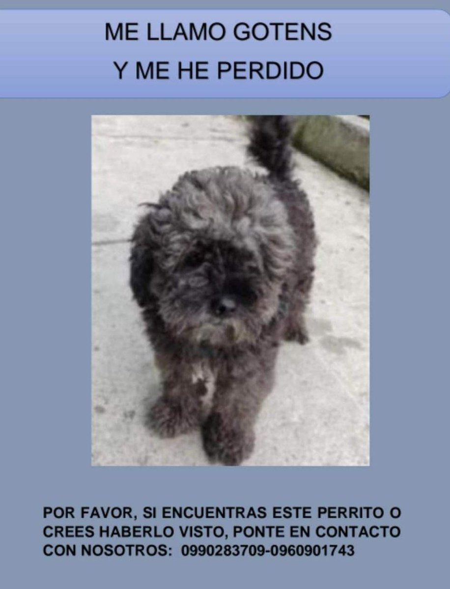 AlertaMePerdi's tweet photo. #PERDIDO #GUAYAQUIL
Nombre: #GOTENS
Fecha: 19/08/22
Sector: Norte, Coop. 25 de julio.
Sexo: Macho.
Raza: Mestizo.
Obsv.: Mancha blanca en el pecho.
Contacto: 0990283709
¡Ayúdalo a volver con su familia!
#AlertaMePerdí https://t.co/A8mJOj3Kme