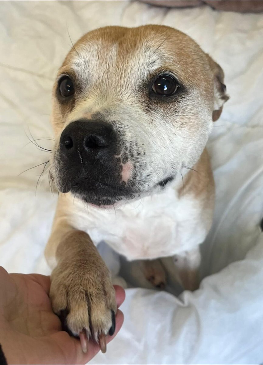 Please retweet to help Odin find a home #YORKSHIRE #UK 

Super friendly Staffie aged 10. He can live with children aged 8+ and with another calm dog. He has some arthritis and needs a home where he won't be left🐶✅
 
DETAILS 👇
helpingyorkshirepoundies.co.uk/male/odin-2/
#dogs #pets #animals