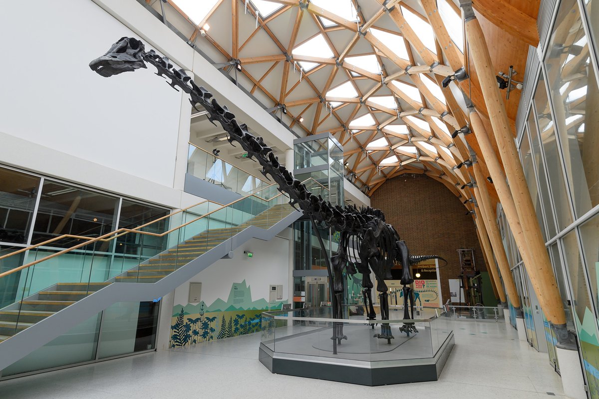Here's your first look at #DippyInCoventry at the Herbert!

This morning, <a href="/CYAmbassador/">Coventry Young Ambassadors</a> Daisy-Marie Taylor inserted Dippy's toe - the final bone to be put in place before we opened to the public!

📸 <a href="/Joe_snapper/">fivesixphotography</a>
