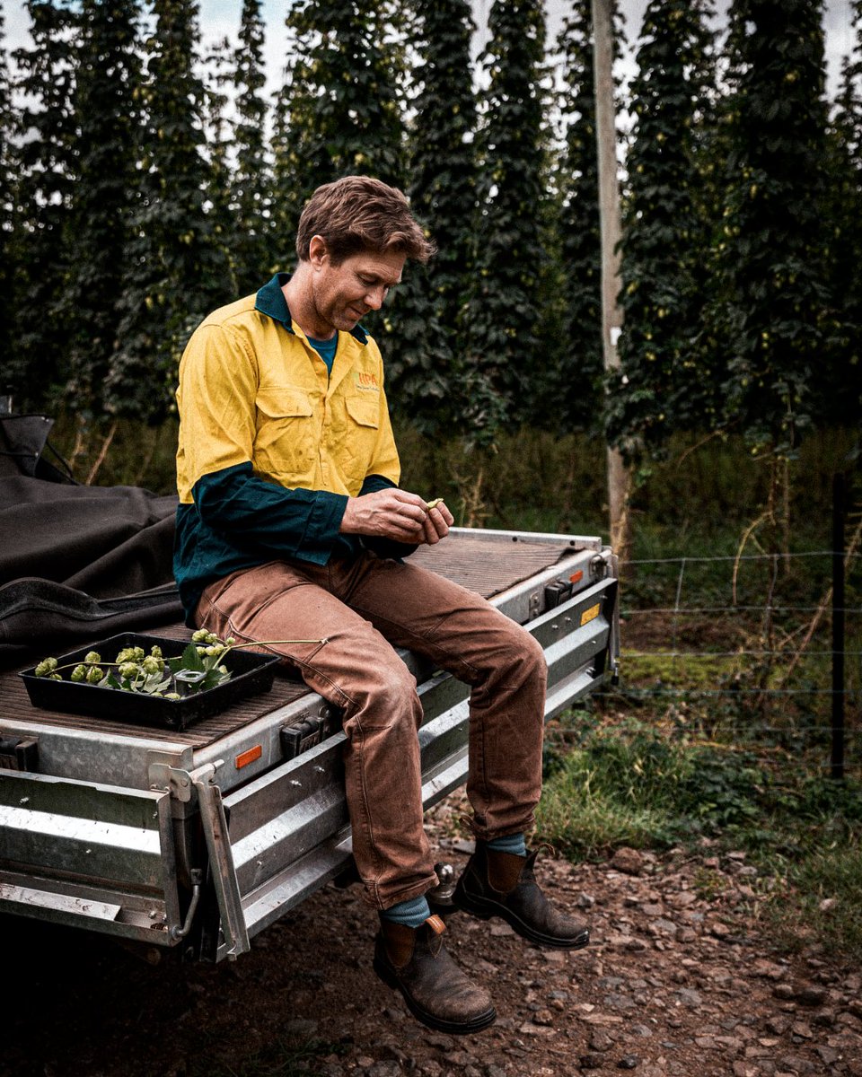 BarthHaasX's tweet image. It's almost that time again!  😍

The Australian Hop Harvest Tour 2023 is just around the corner. All beer lovers and brewers are invited to learn about hop quality and flavor with our partner @HopProductsAus!

#aussiehops #barthhaas #hops #hopharvest #hopflavor