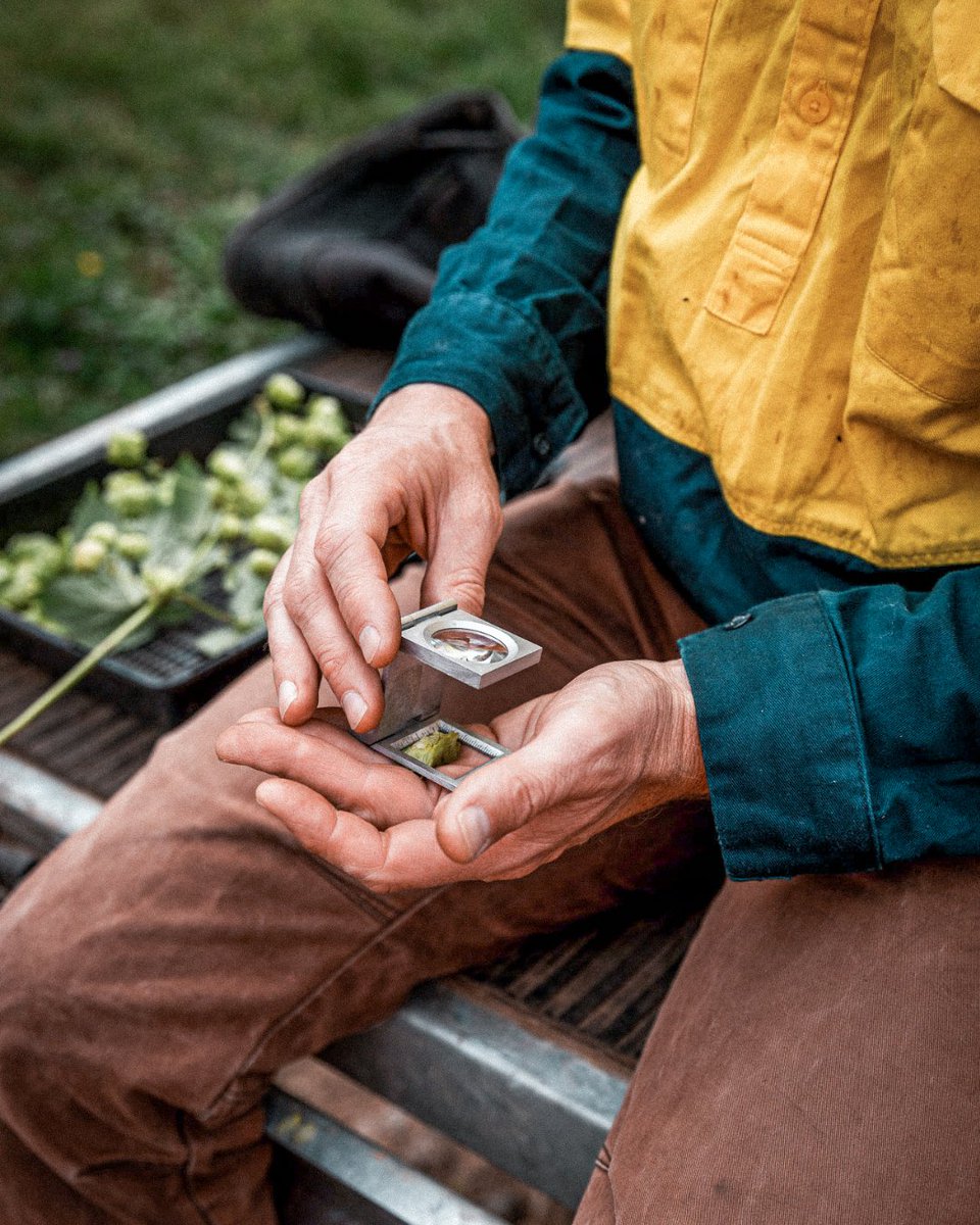 BarthHaasX's tweet image. It's almost that time again!  😍

The Australian Hop Harvest Tour 2023 is just around the corner. All beer lovers and brewers are invited to learn about hop quality and flavor with our partner @HopProductsAus!

#aussiehops #barthhaas #hops #hopharvest #hopflavor