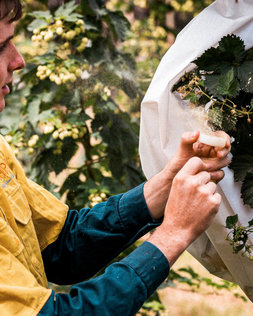 BarthHaasX's tweet image. It's almost that time again!  😍

The Australian Hop Harvest Tour 2023 is just around the corner. All beer lovers and brewers are invited to learn about hop quality and flavor with our partner @HopProductsAus!

#aussiehops #barthhaas #hops #hopharvest #hopflavor