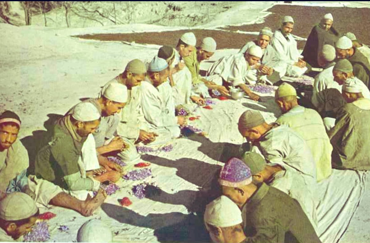 khawar_achakzai's tweet photo. From @NatGeo Magazine, 1948. 
The Saffron fields of Pampore. https://t.co/vw59c1WuKd
