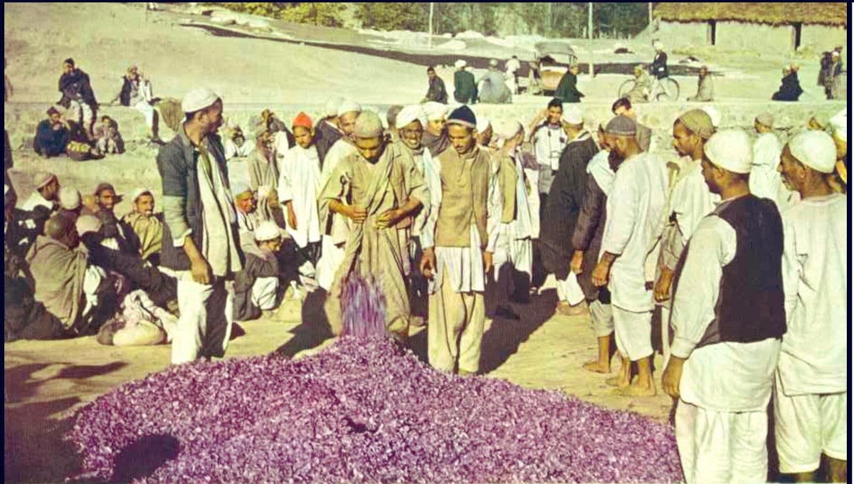 khawar_achakzai's tweet photo. From @NatGeo Magazine, 1948. 
The Saffron fields of Pampore. https://t.co/vw59c1WuKd