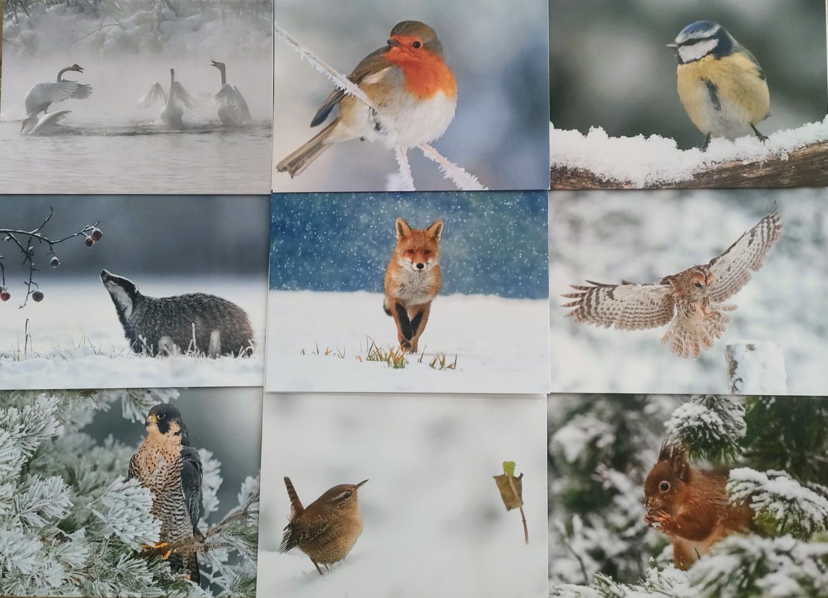 wendyloued's tweet photo. British winter wildlife cards going to care homes #PostcardsOfKindness https://t.co/tooEJgIDpg