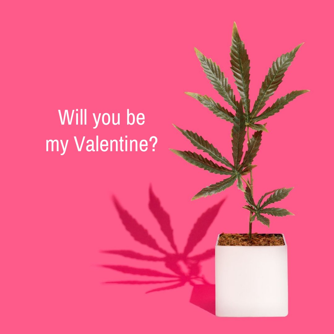 To you, all your loved ones and all people you like and tolerate 🤪
Have an awesome Valentine's Day! 💖

#FlowersOfPot #ValentinesDay
