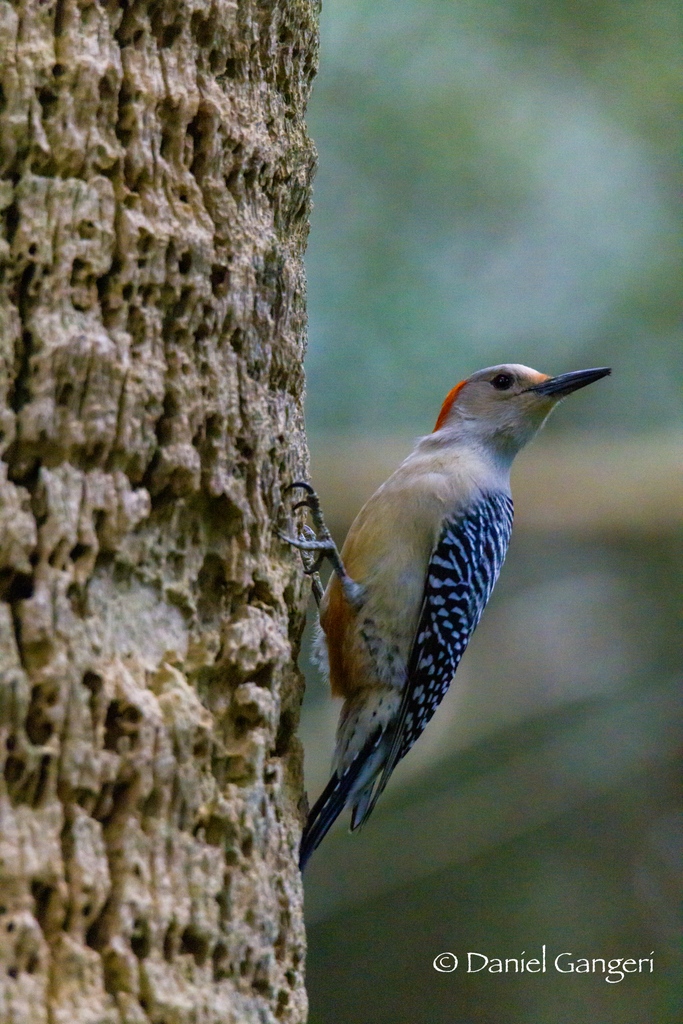 Love when you find something to shoot before you actually get into the park you went to shoot in!! 🤪 #woodpecker #woodpeckers #bird #birds #birdphotography #birdphotos #wildlife #wildlifephotos #floridawildlife #greencaywetlands