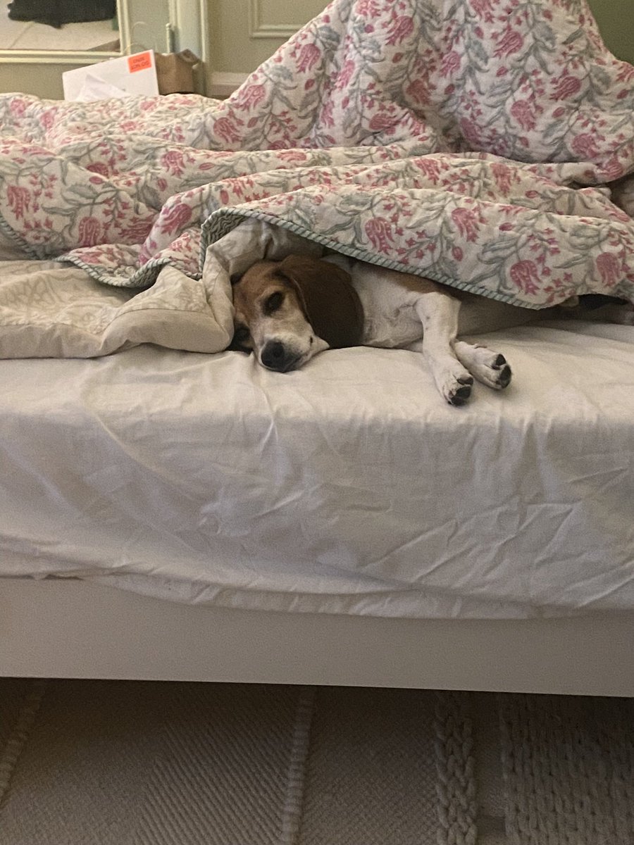 reader327's tweet photo. @beaglefacts @Madduxfan31 Can confirm. https://t.co/bN1mIgzyVJ