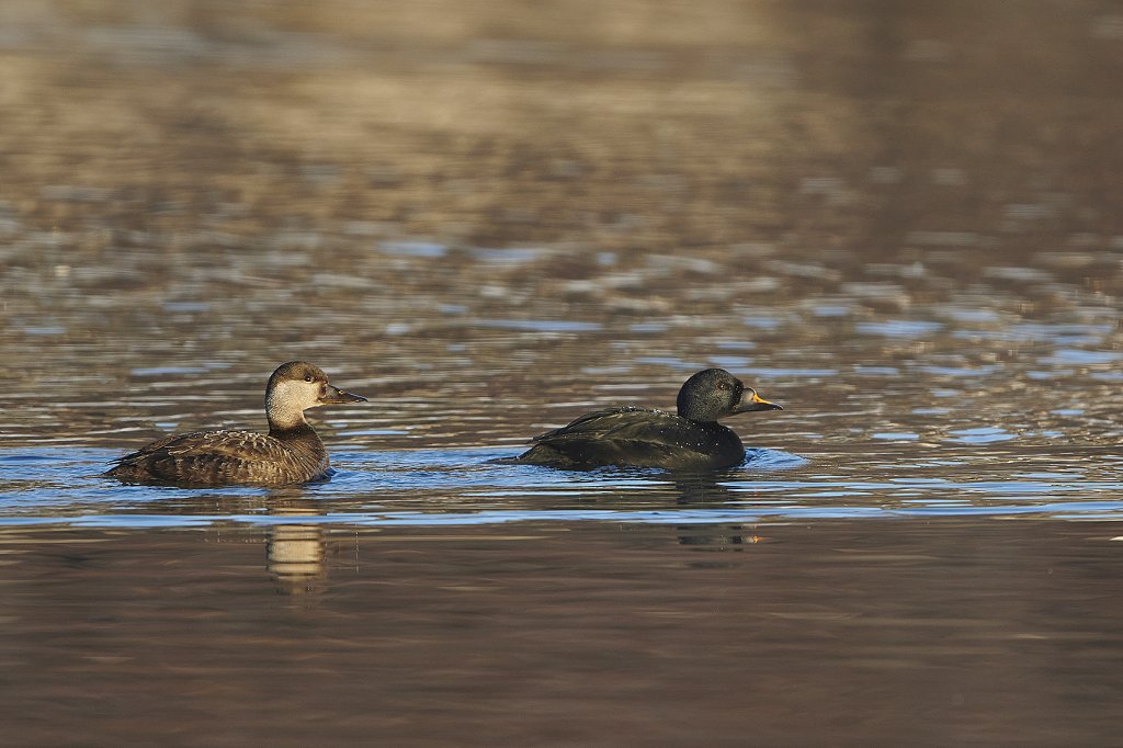 Fuglevern's tweet photo. Greit å skyte på ender på bryllupsreisen? Det synes ikke vi i BirdLife Norge, og mener at @kldep må stoppe vårjakt på ender en gang for alle! Naturens verden forvitrer, og dette er forslaget @EspenBarthEide?
https://t.co/1jUz53YdxB
📷 Arnt Stavne https://t.co/gSNwIlTN3V