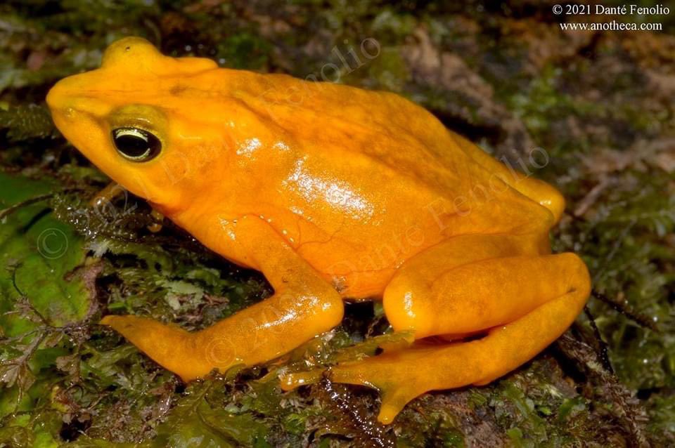 The famed 'Golden Frog' (Atelopus zeteki), in-situ, El Valle, Panama.  I got to visit the unreal resident amphibian community living there before amphibian chytrid fungus devastated it- emergent infectious disease sucks.