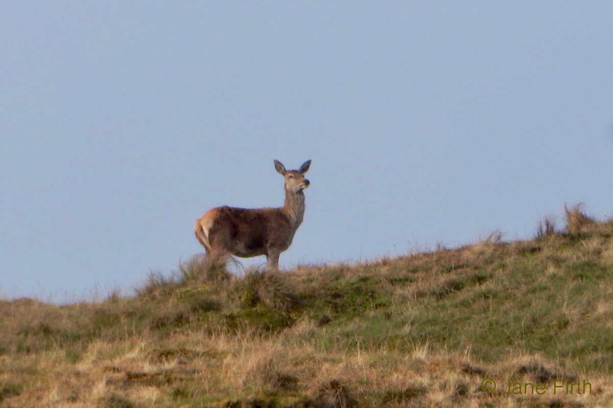 UllswaterFelt's tweet photo. #MondayMotivation #reddeer spotted near #angletarn #ullswater #ullswaterway #coasttocoast @lakedistrictnpa https://t.co/VFY5Wfw5x1