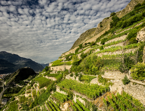 Polexia Muller tweet media