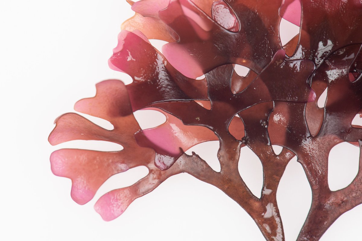 Control Union UK tweet media