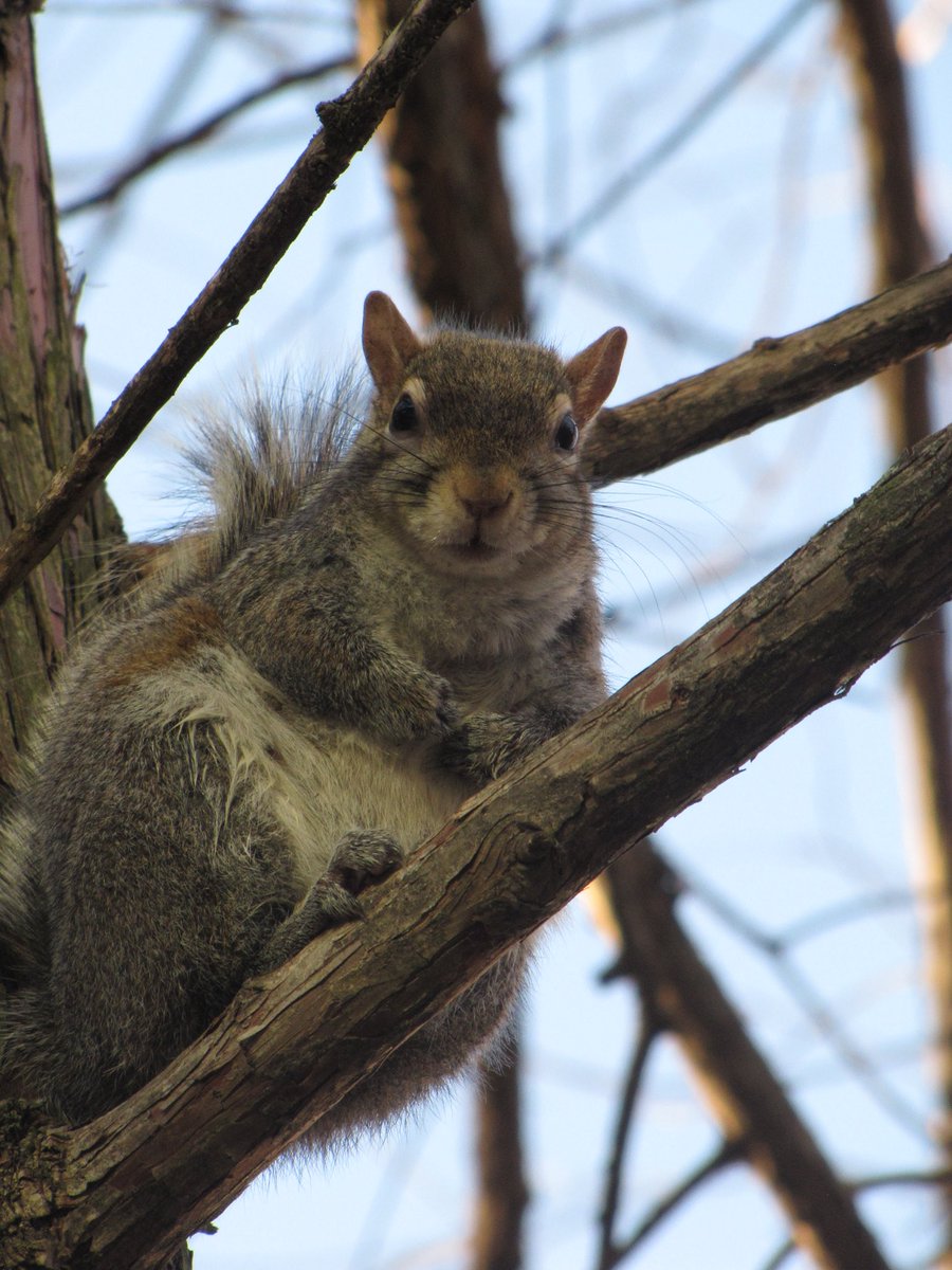 MikaCronin's tweet photo. Crackhead campus squirrels in Cincinnati 👀📸 #squirrel #cincinnati #canonphotography #canon #photography #nature https://t.co/c8QHLtA2K0