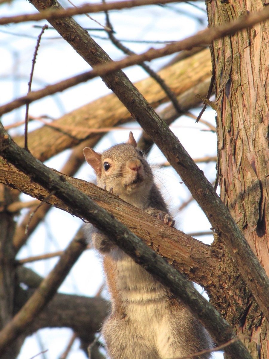 MikaCronin's tweet photo. Crackhead campus squirrels in Cincinnati 👀📸 #squirrel #cincinnati #canonphotography #canon #photography #nature https://t.co/c8QHLtA2K0