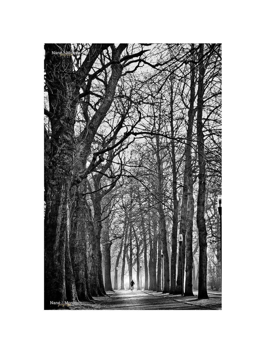 Brujas 🦢 
Bélgica 🇧🇪
febrero 2011 🗓️ 

Otra de mis fotos favoritas, en el primer viaje que hice para la serie de exposiciones BON VOYAGE ❤️

#nanesmoreno #brujas #brudge #bélgica #belgium #belgique #blancoynegro #blackandwhite #baw #byn #travel